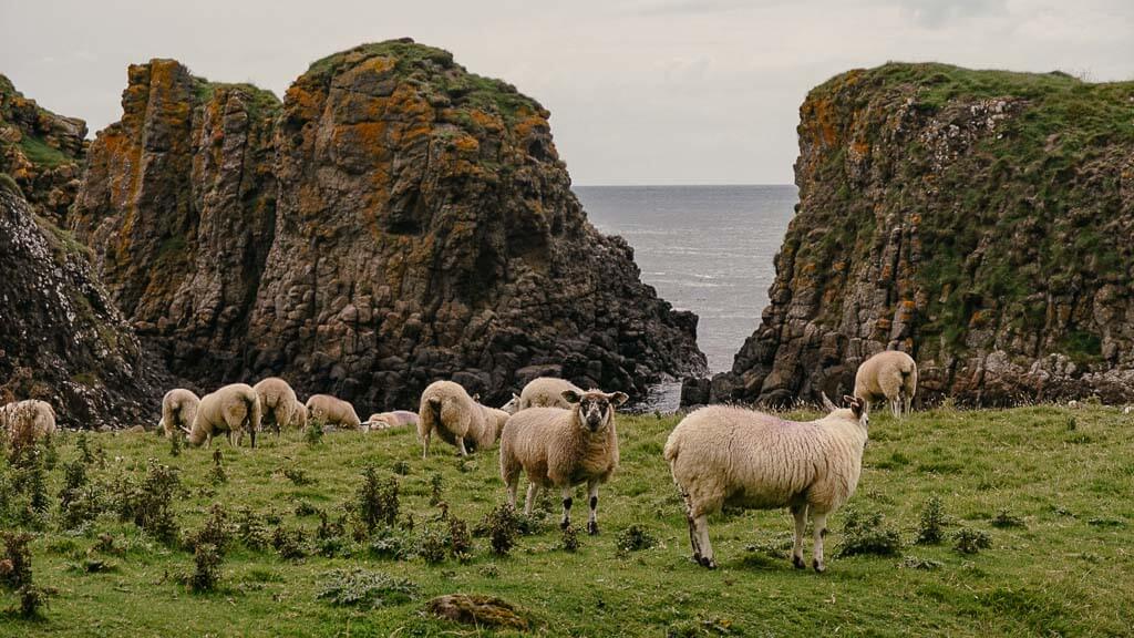 Schafe beim wandern an der Causeway Coast in Nordirland
