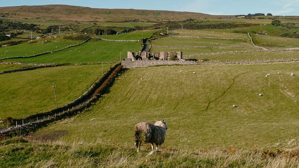 Schaf am Torr Head Aussichtspunkt in Nordirland