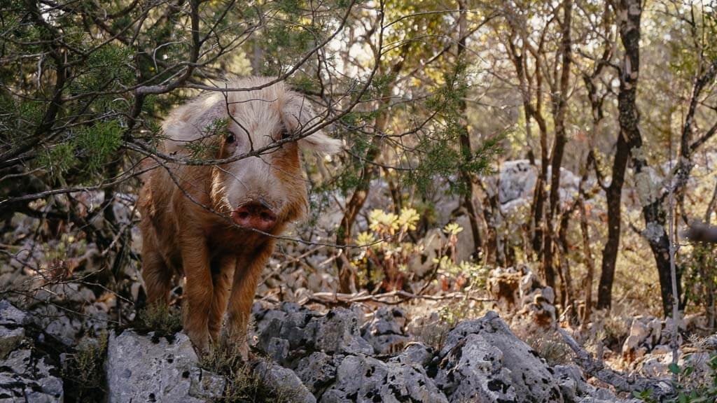 Schwein im Eichenwald auf Sardinien