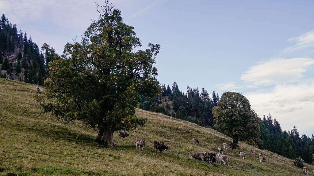 Ahornb&auml;ume beim wandern im Kleinwalsertal am H&ouml;rnlepass