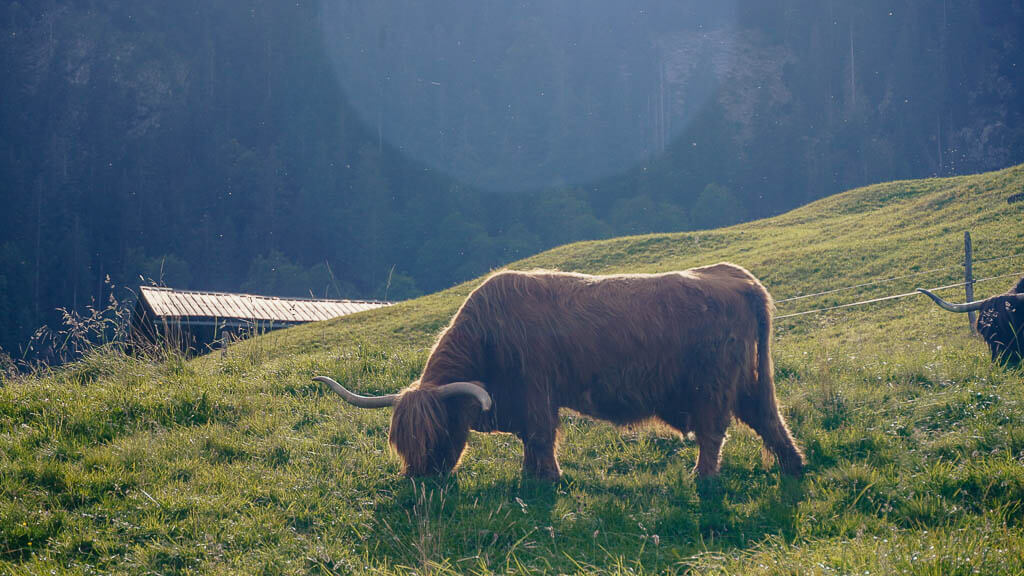 Schottisches Hochlandrind auf dem Weg von Riezlern zum H&ouml;rnlepass im Kleinwalsertal