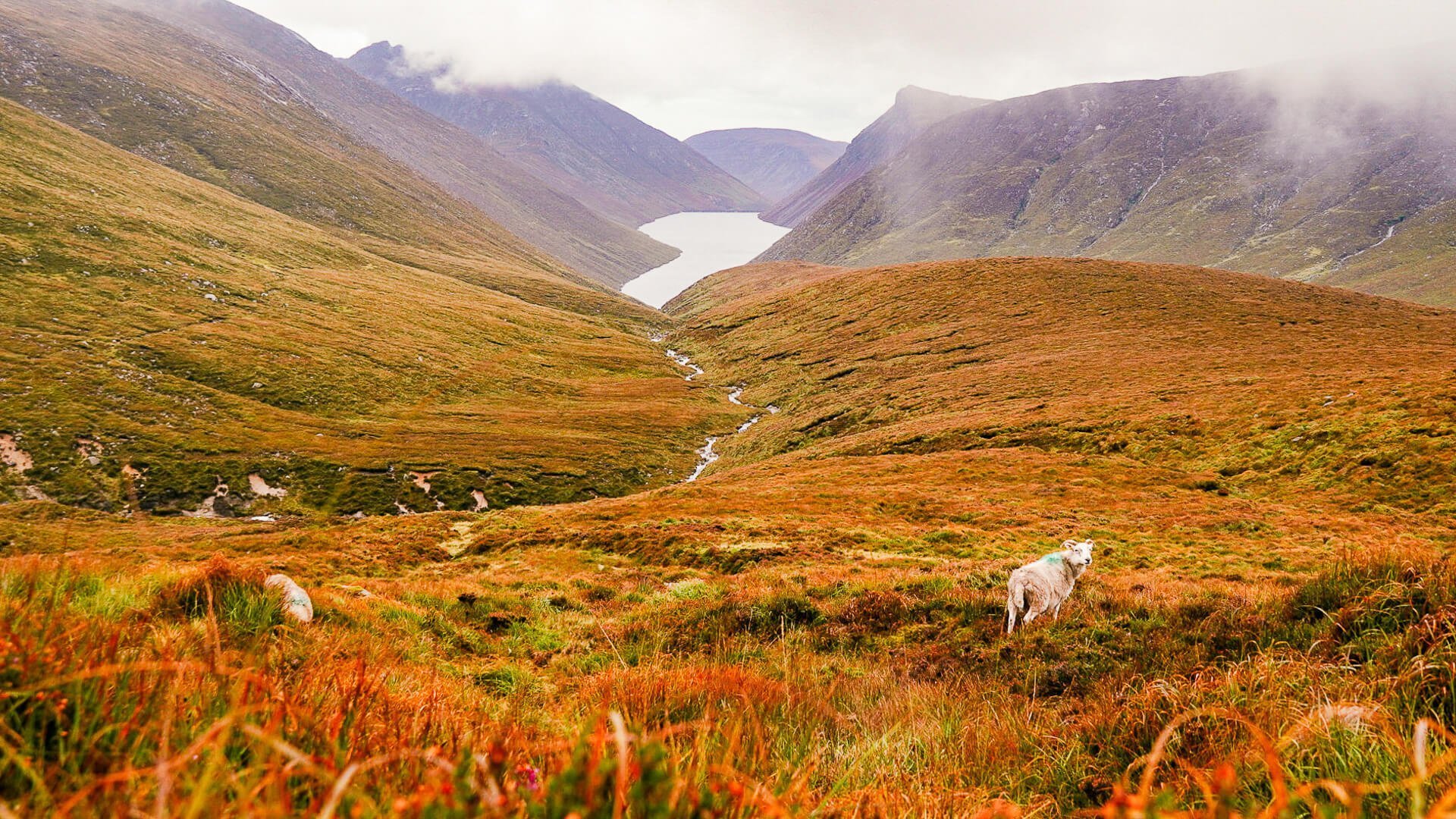 Schaf beim Wandern in den Mourne Mountains in Nordirland