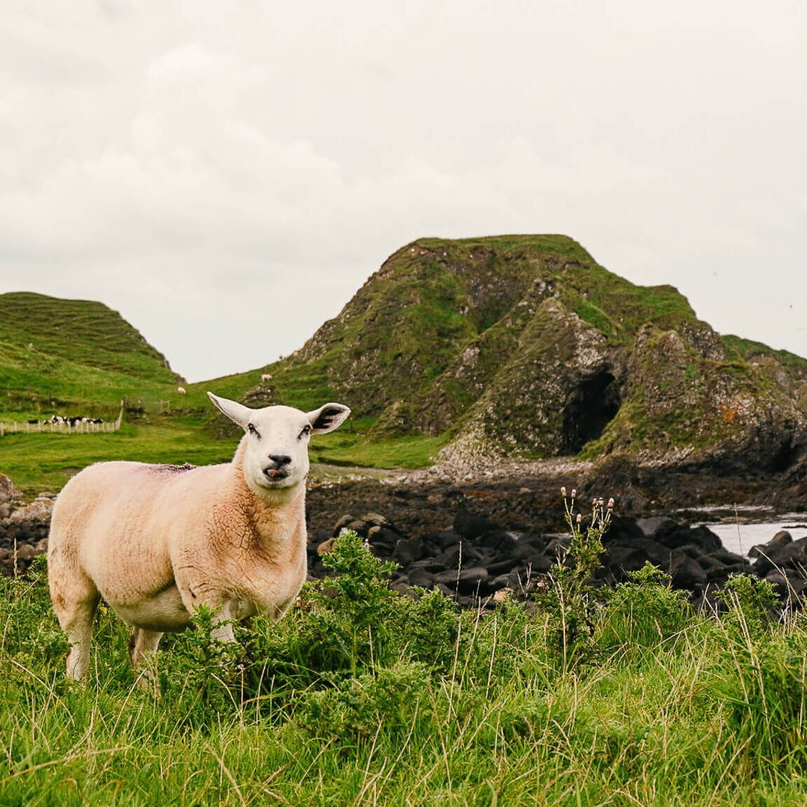 Schaf beim Wandern an der Causeway Coast in Nordirland