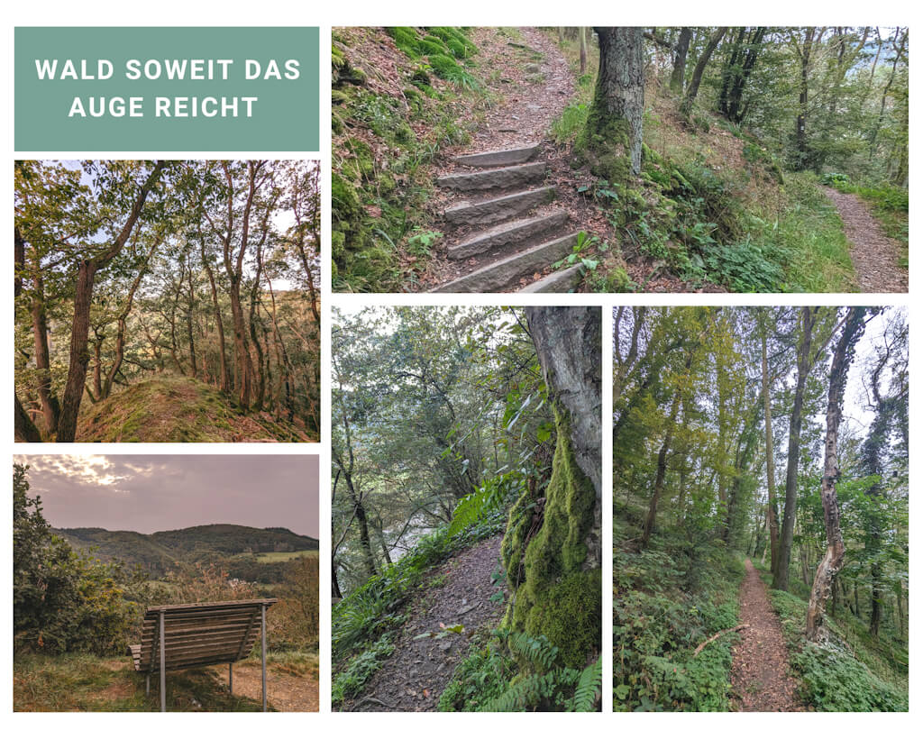 Waldwege beim Wandern auf dem Wiedweg im Westerwald