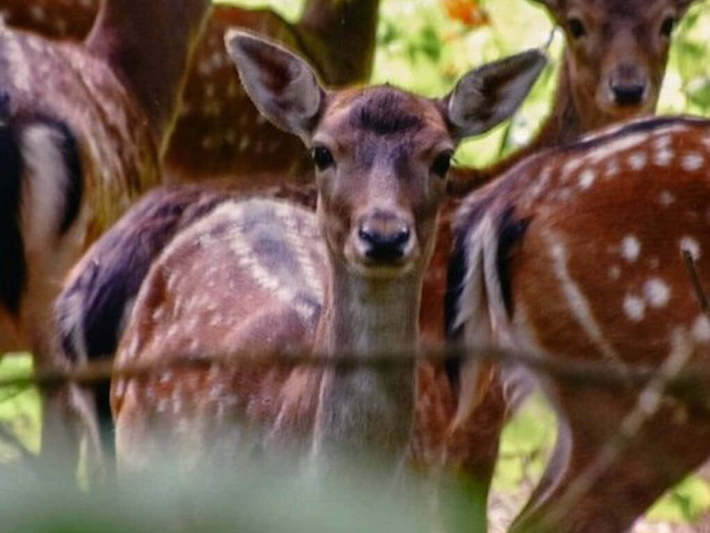 Rehe und Damwild auf dem Wiedweg