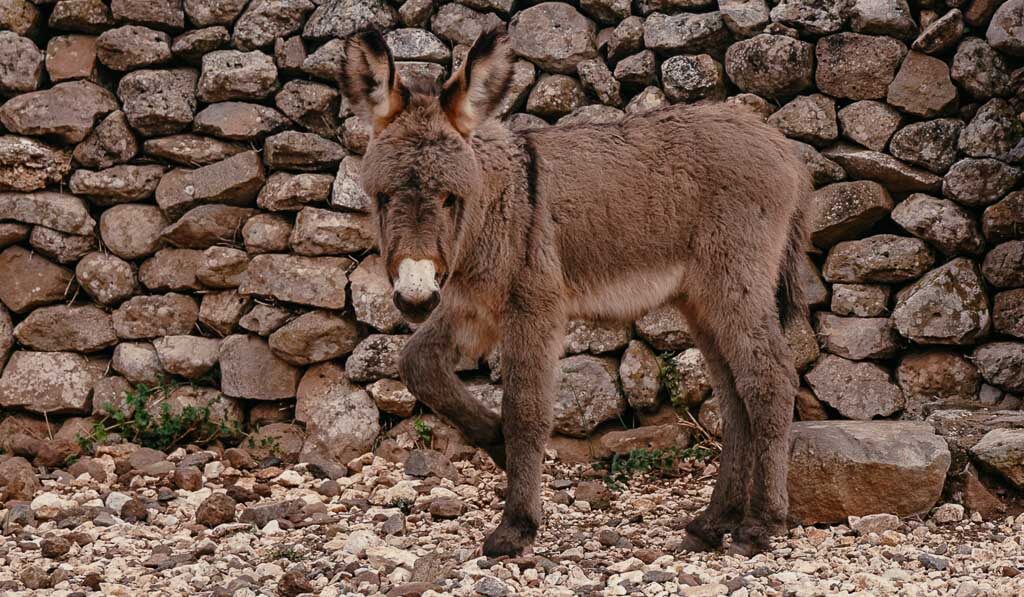 Eselbaby auf dem Hochplateau von Golgo auf Sardinien