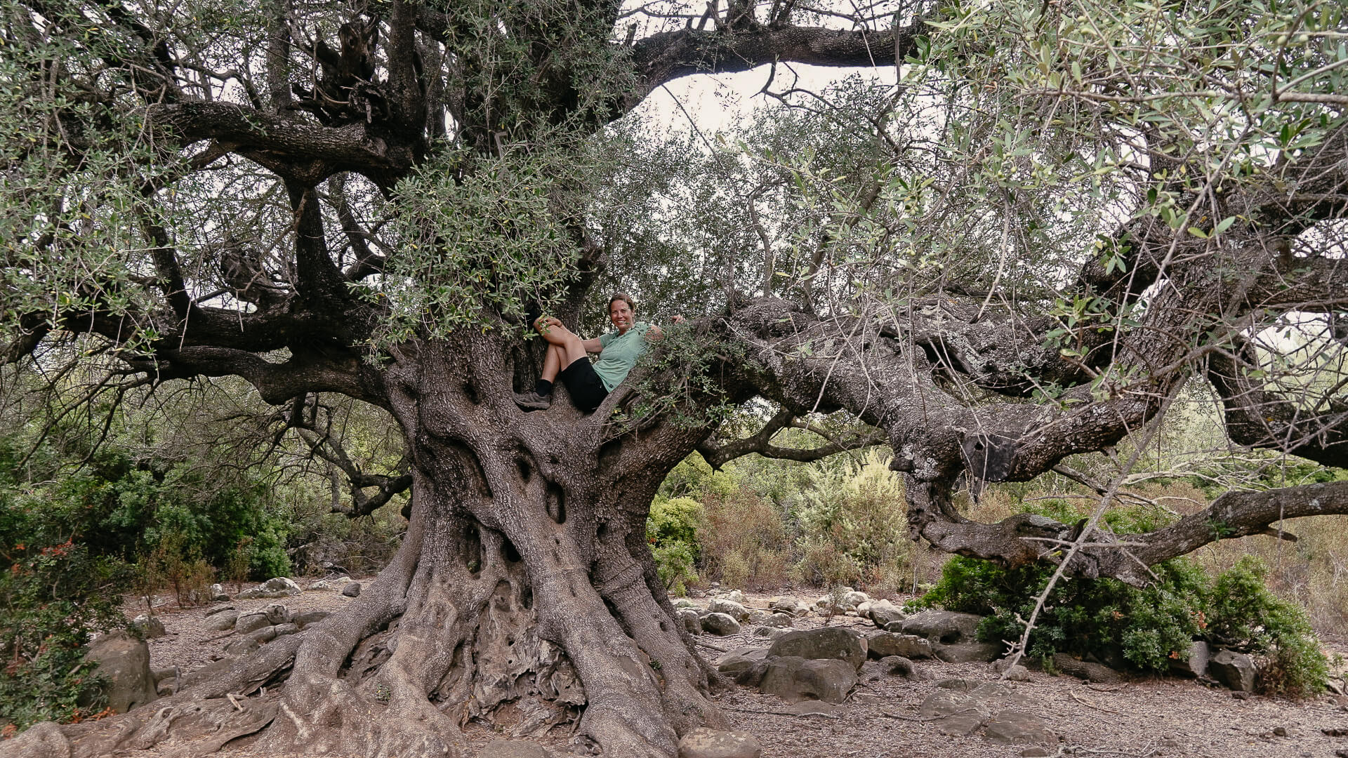 Couchflucht auf Olivenbaum beim wandern auf Sardinien