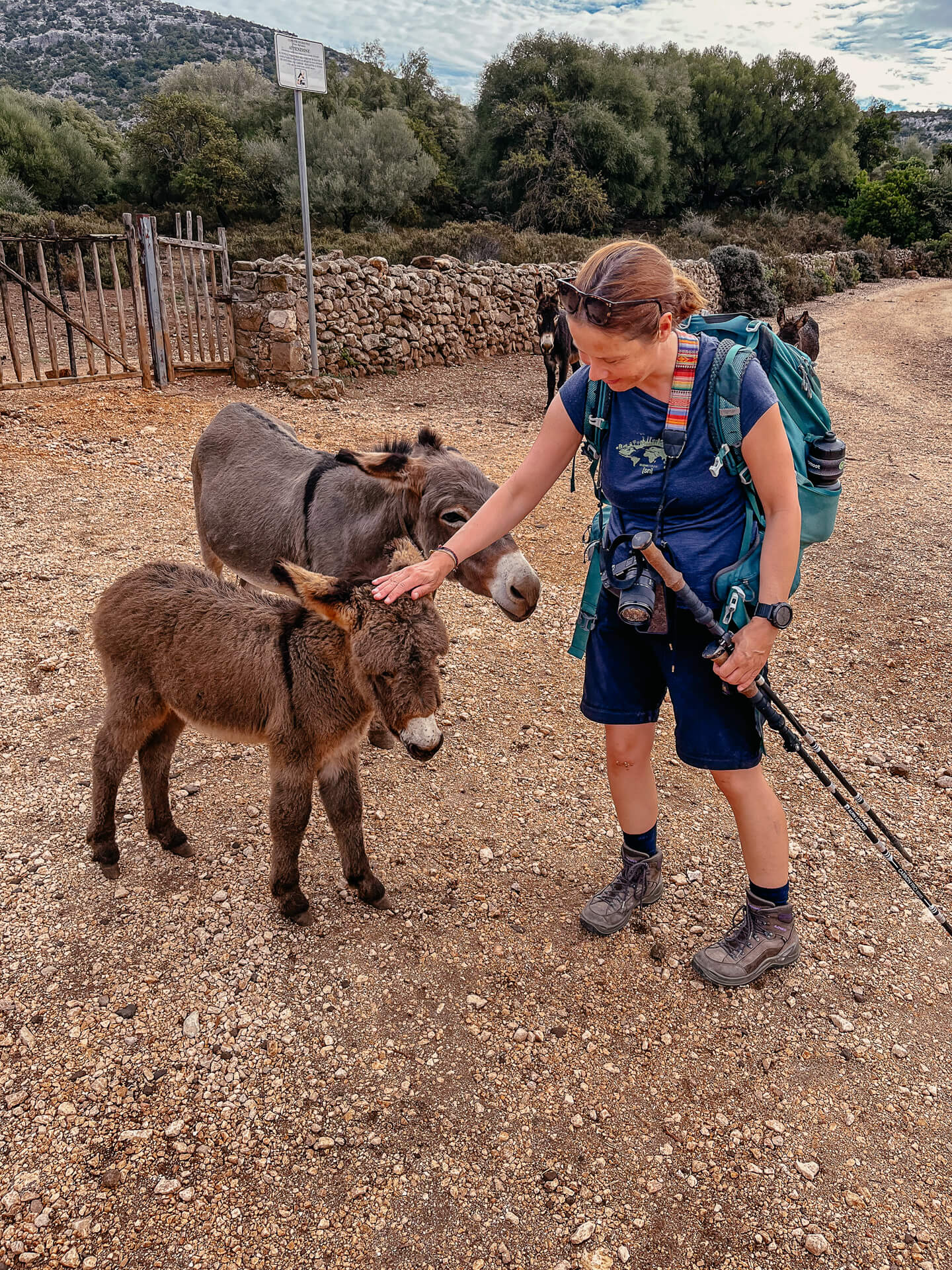 Couchflucht streichelt Esel am Hochplateau von Golgo auf Sardinien