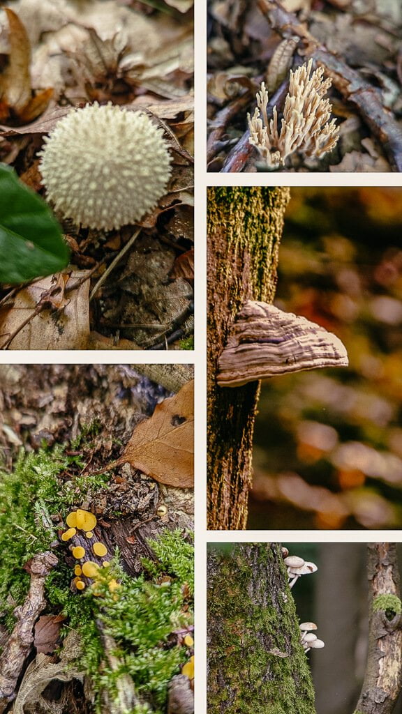 Wiedweg Pilze im Wald