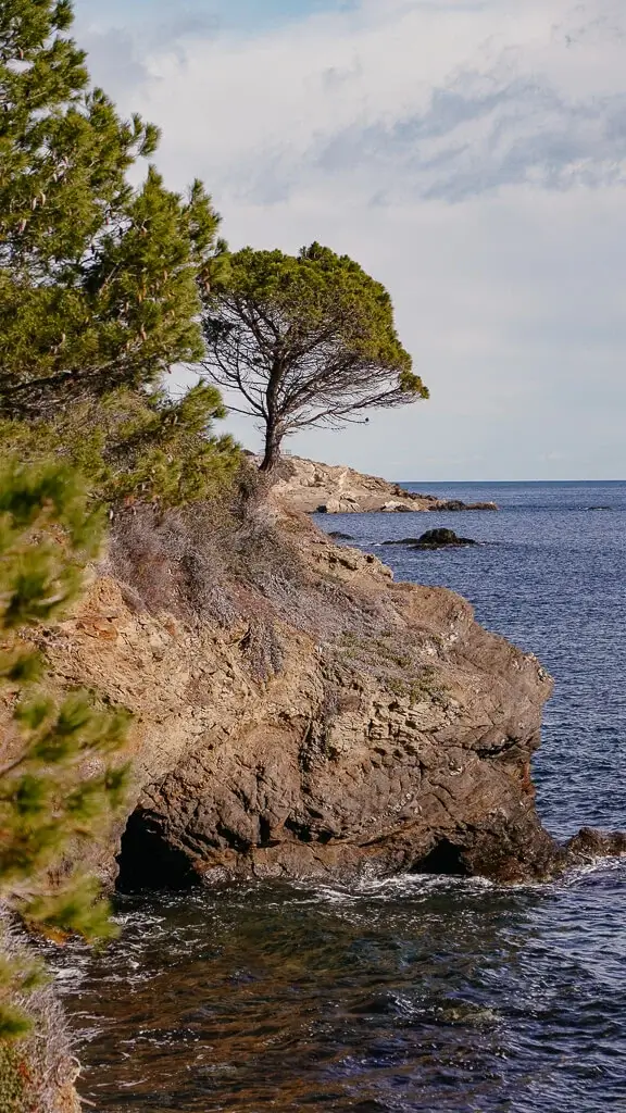 Pinie an der Felsk&uuml;ste beim Wandern auf dem Cami de Ronda in Katalonien